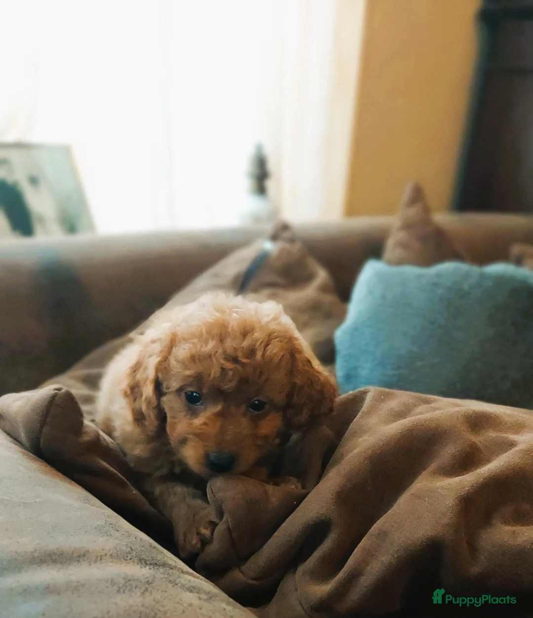 Maltipoo honden te koop: Maltipoo Reutje - Advertentie 2