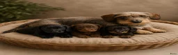 Ruwhaar Teckel honden te koop: Super mooie ruw haar teckel pups. ook choco! - Advertentie 1