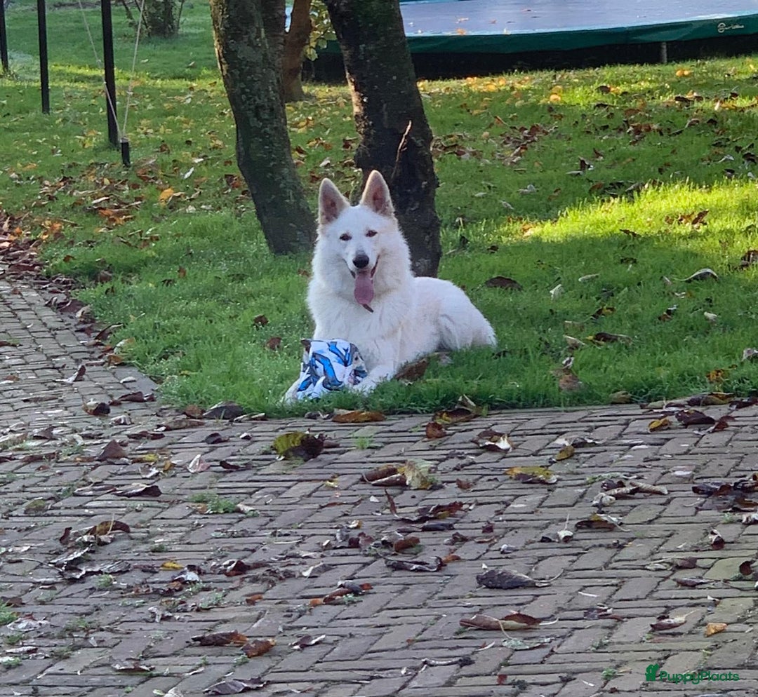 Zwitserse Witte Herdershond honden te koop: raszuivere lieve zwitserse witte herder pups in Nieuwland - Afbeelding 10