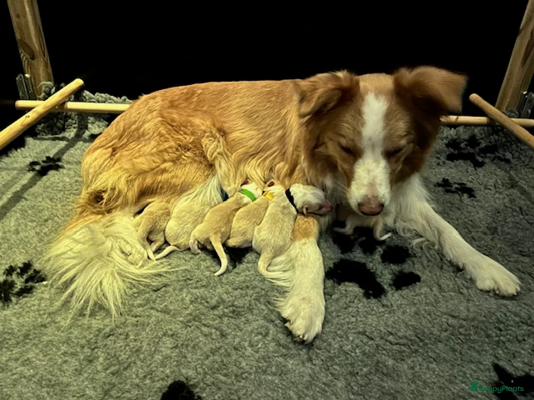 Border Collie honden te koop: Nestje EE-red border collie pups. - Advertentie 1