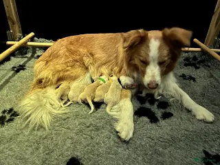 Border Collie honden Nestje EE-red border collie pups. - Advertentie 1