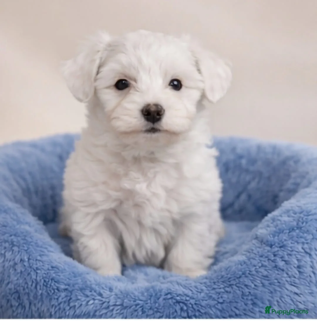 Maltezer honden te koop: Super mooie maltezer pup - Advertentie 2