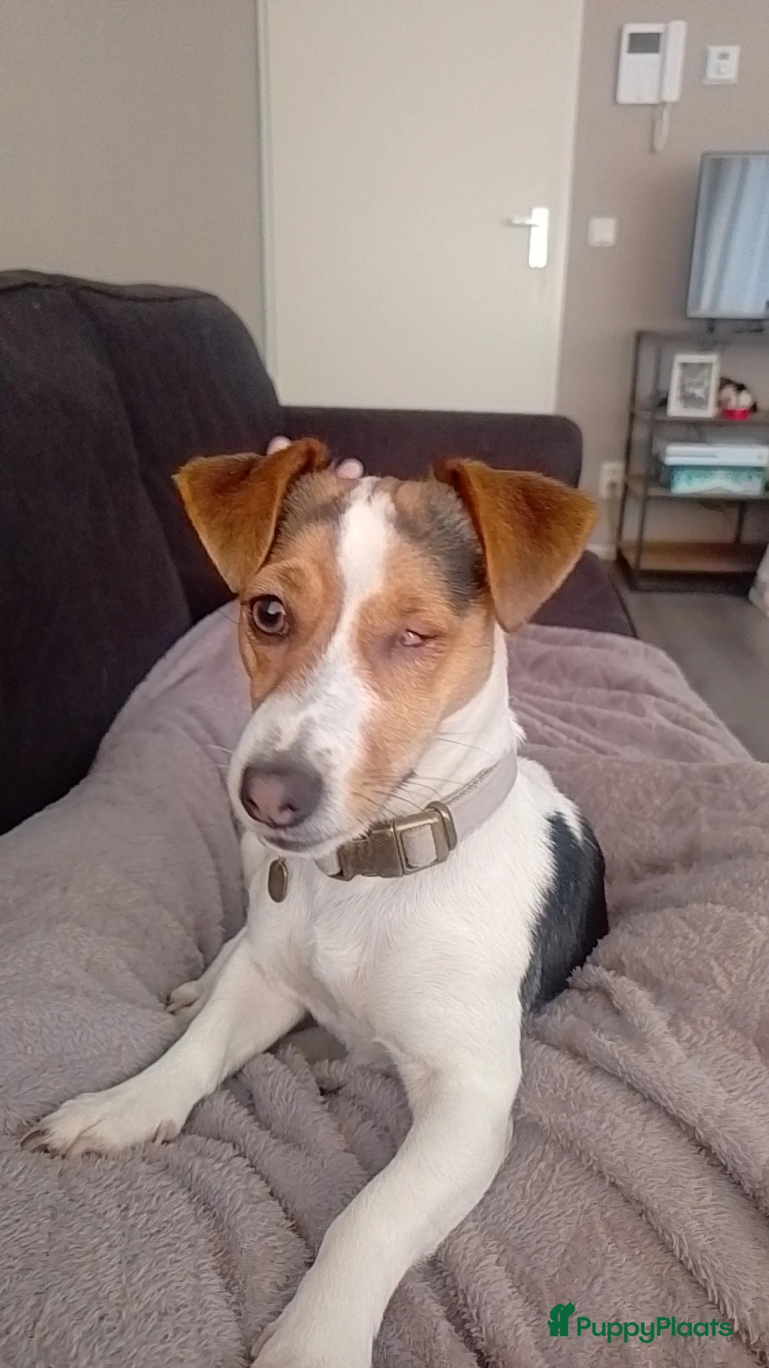 Jack Russel Terriër honden te koop: Lieve mini jackrussel - Advertentie 4