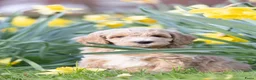 Labradoodle honden te koop: Lieve labradoodles  - Advertentie 9