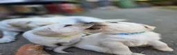 Labrador Retriever honden te koop: Alles gereserveerd - Advertentie 9