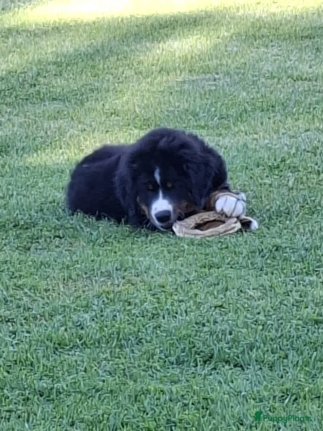 Berner Sennenhond honden te koop: Benzo in Kruisland - Advertentie 2