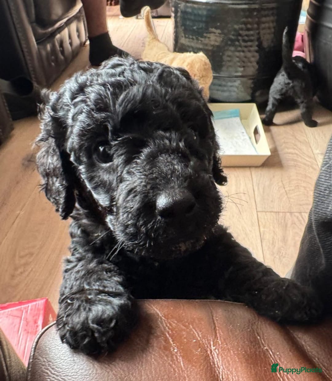 Labradoodle honden te koop: Labradoodle pups groot kleurvast - Afbeelding 1