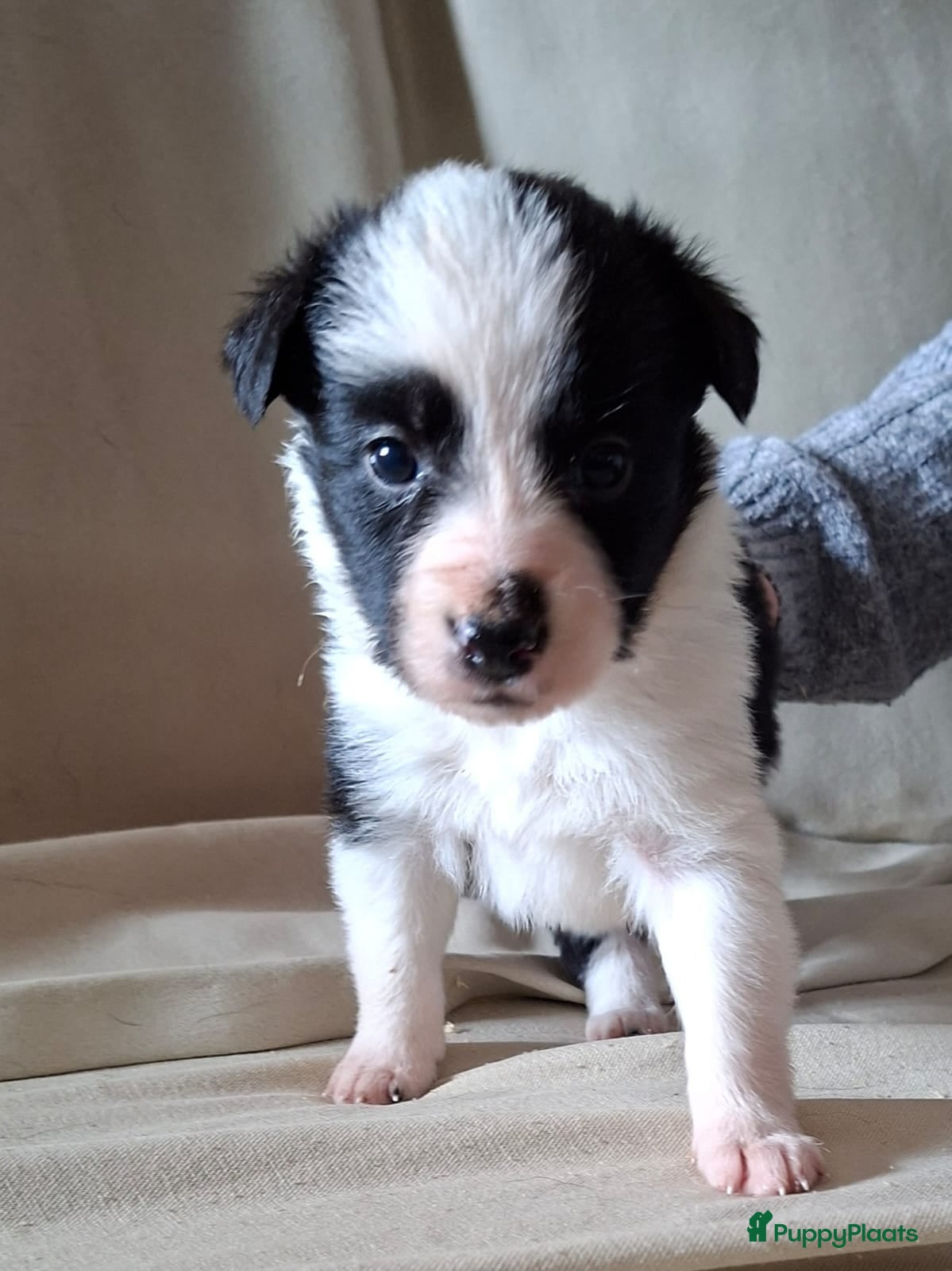 Border Collie honden bordercollie pups te koop - Advertentie 2