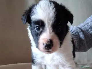 Border Collie honden bordercollie pups te koop - Advertentie 2