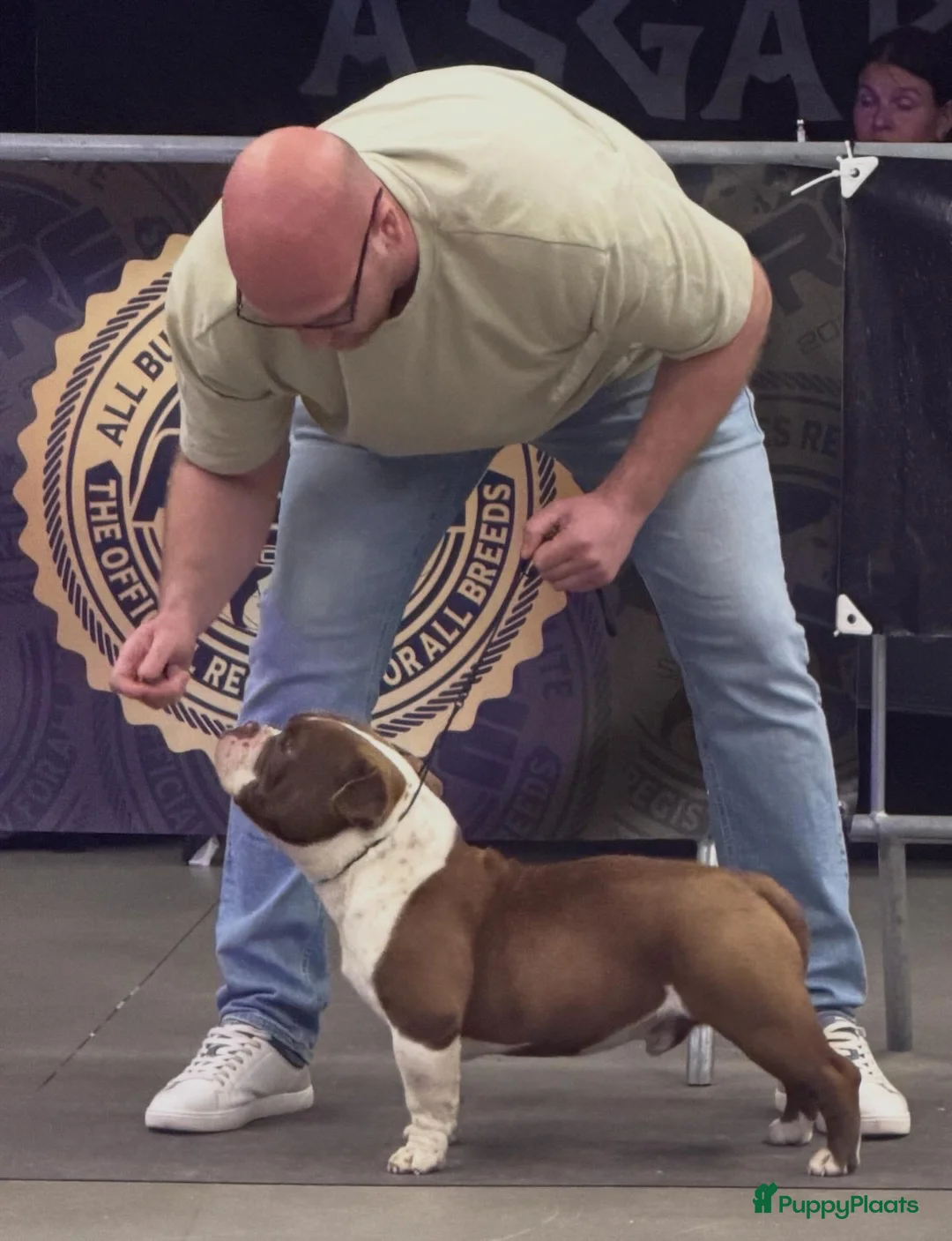 Amerikaanse Bully honden ter dekking: American bully dekreu - Advertentie 3