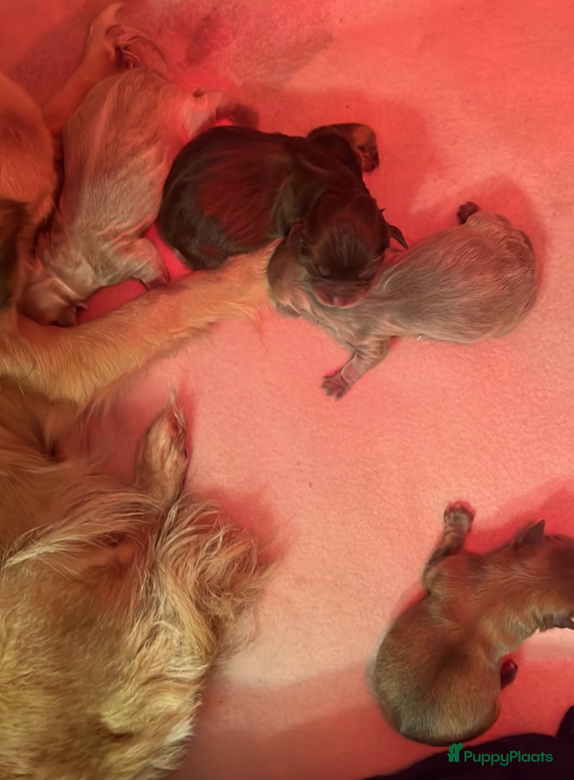 Chihuahua honden Chihuahua pupjes langhaar - Advertentie 2