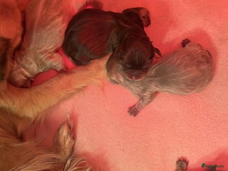 Chihuahua honden Chihuahua pupjes langhaar - Advertentie 2