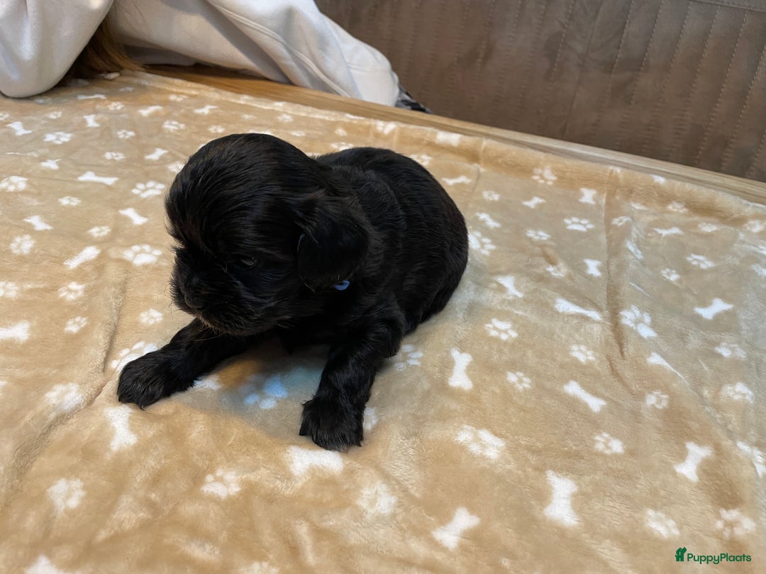 Kruising honden te koop: Boompoo pups, Boomer X Toy poedel - Advertentie 25