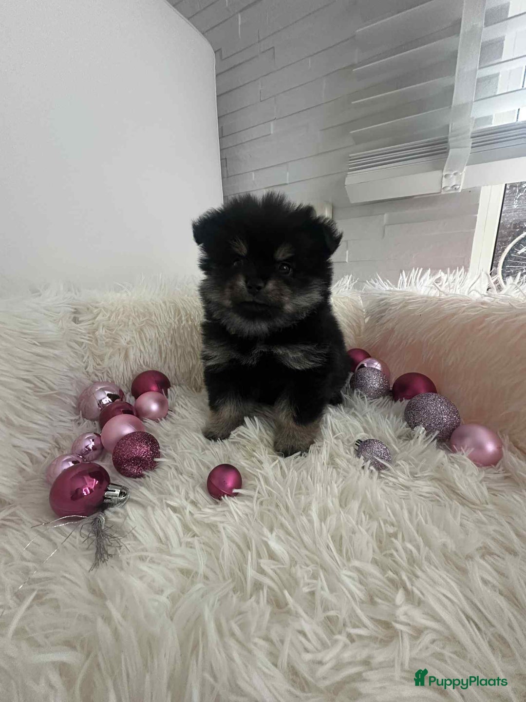 Pomeriaan honden te koop: mini pomeriaan - Advertentie 3