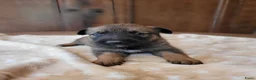 Kruising honden te koop: Mix Mechelse Herder X Australian Shepherd Puppy's  - Advertentie 4