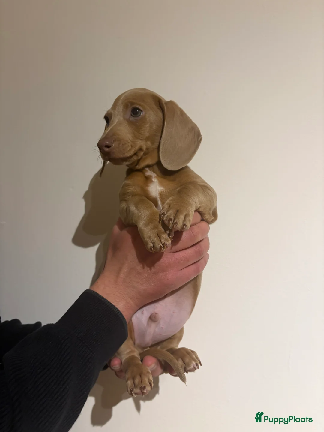 Teckel (korthaar)  honden te koop: Dwerg Teckels puppy’s zoeken een warm nest. - Advertentie 13