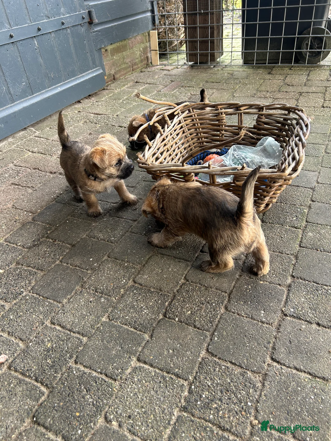 Cairn Terriër honden te koop: Cairn Terriër puppy reutjes, lichtrood/blond - Advertentie 2