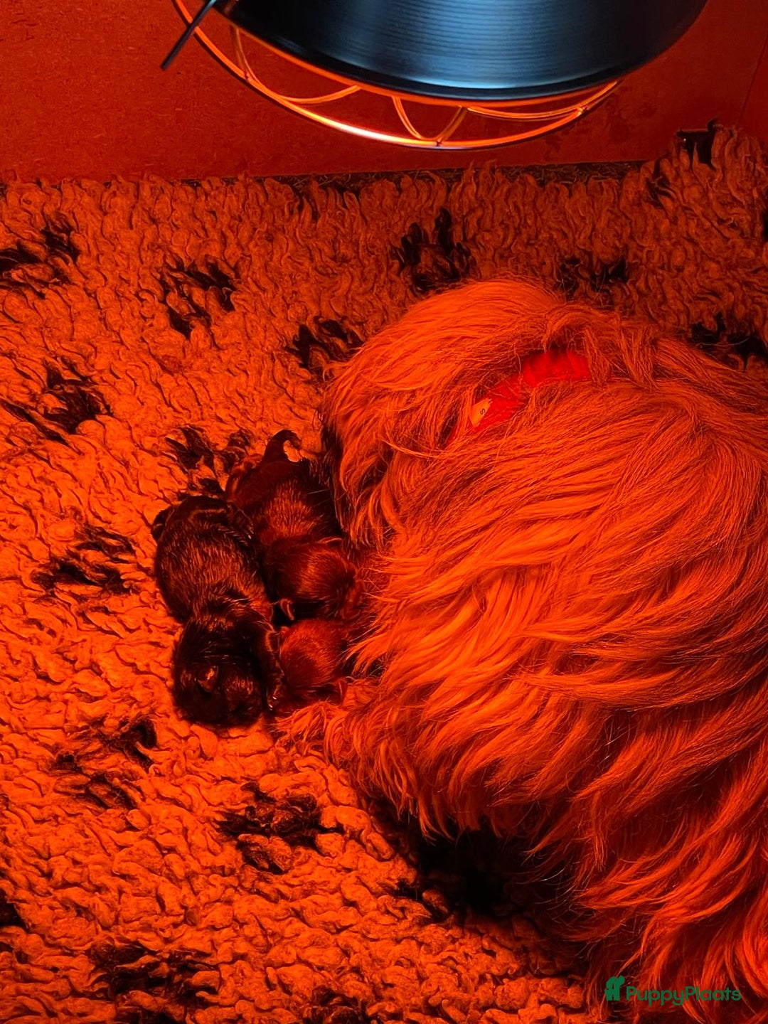 Shih Tzu honden te koop: Shih tzu pups  - Advertentie 7