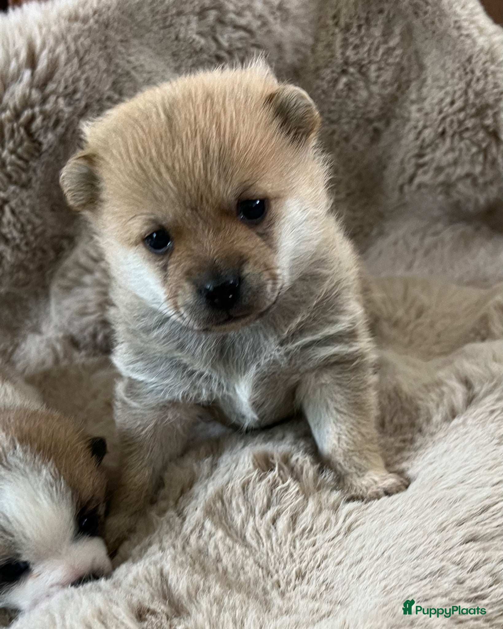 Kruising honden Super leuke pomchi’s  - Advertentie 1