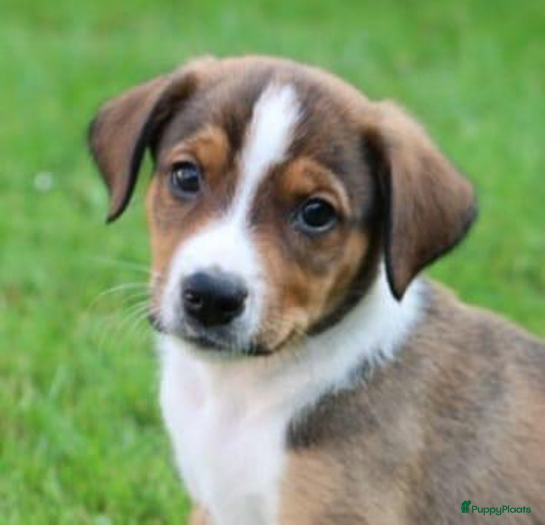Kruising honden te koop: hele lieve, speelse pups  - Afbeelding 1