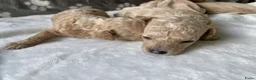 Poedel Toy honden te koop: Prachtig mooie toy poedel pupjes - Advertentie 4