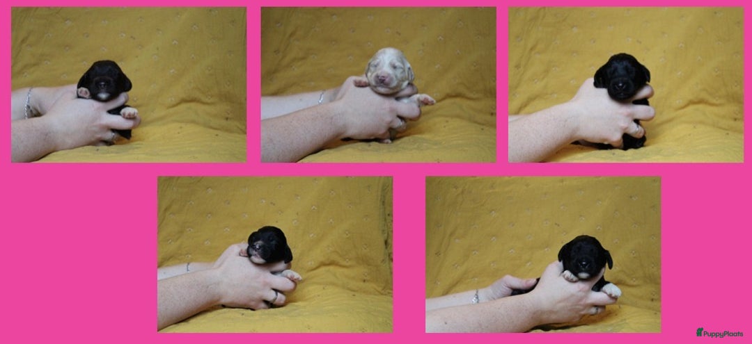 Barbet honden te koop: Barbet puppy’s geboren - Advertentie 22