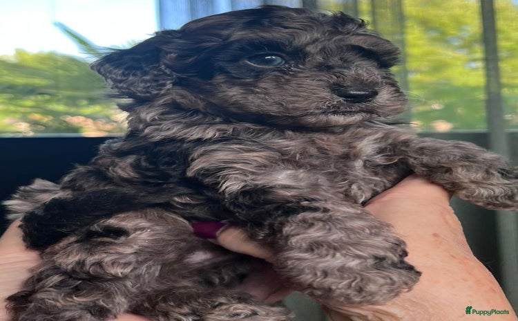 Labradoodle honden - Advertentie 14