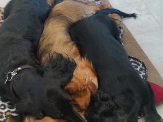 Teckel (langhaar) honden Teckelpups langhaar standaard. - Advertentie 14