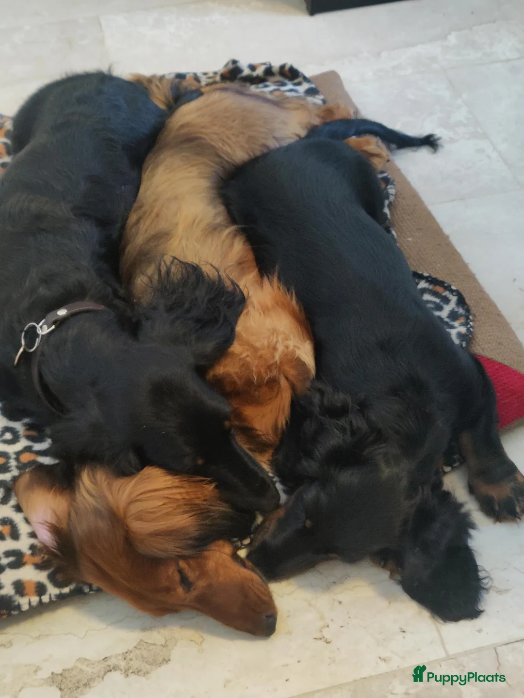 Teckel (langhaar) honden te koop: Teckelpups langhaar standaard. - Advertentie 1