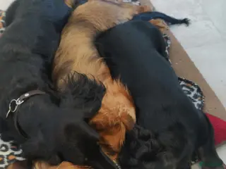 Teckel (langhaar) honden Teckelpups langhaar standaard. - Advertentie 19