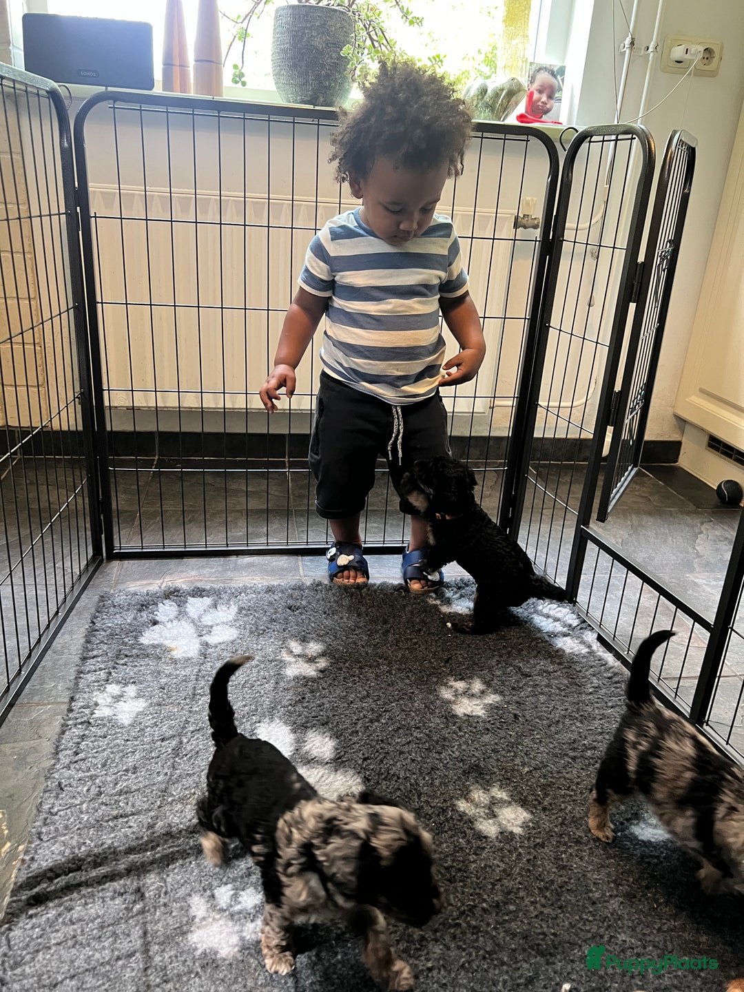 Labradoodle honden te koop: Knuffelhondjes - Afbeelding 11