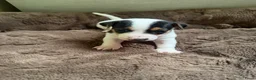 Jack Russel Terriër honden te koop: Schattige jack russels te koop  - Advertentie 26