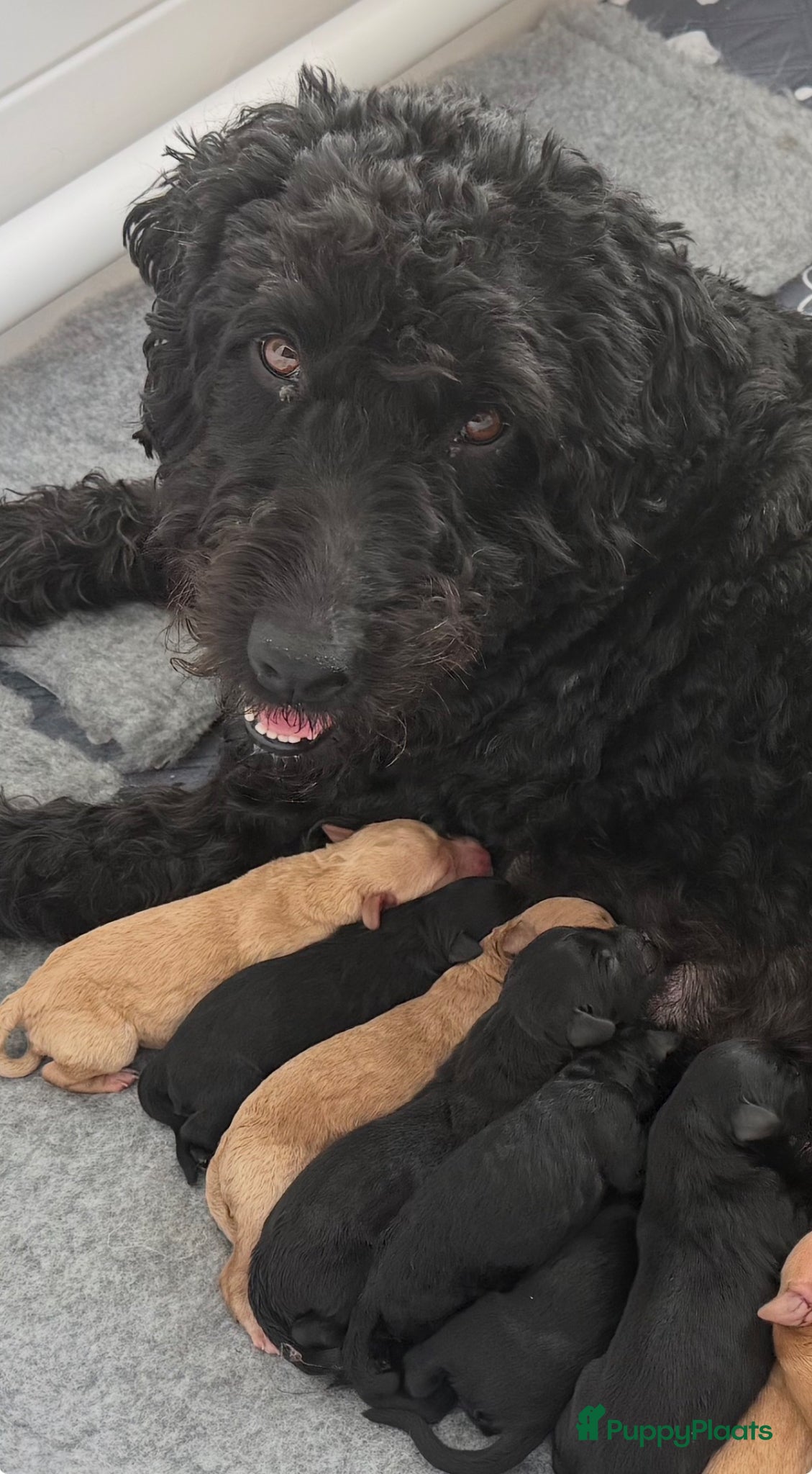 Kruising honden (Australian) Labradoodle pups - Advertentie 6