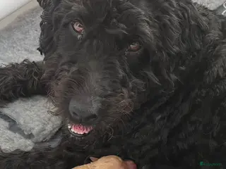 Kruising honden (Australian) Labradoodle pups - Advertentie 6