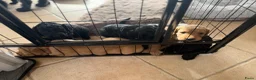 Australian Labradoodle honden te koop: (Australian) Labradoodle pups - Advertentie 12