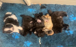 Pomeriaan honden te koop:  2 Prachtige pomeriaan/dwergkees pups. in Enkhuizen - Afbeelding 23