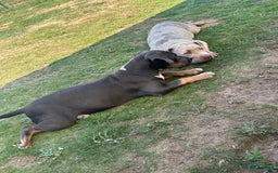 Amerikaanse Bully honden te koop: Laatste american bully XL teefje  - Afbeelding 2