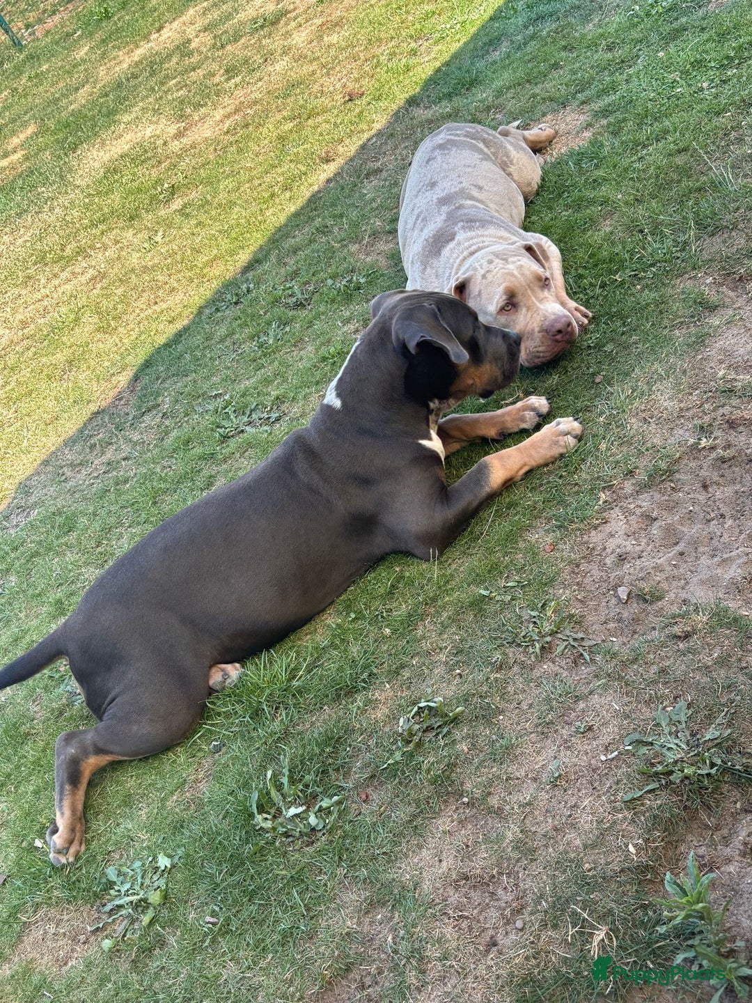 Amerikaanse Bully honden te koop: Laatste american bully XL teefje  - Afbeelding 2