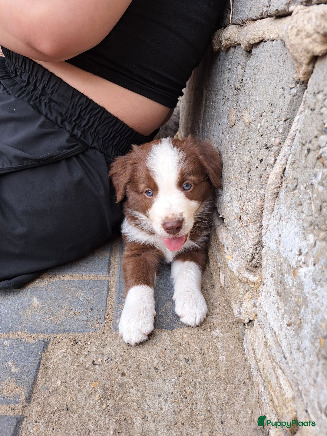Border Collie honden te koop: Gereserveerd  - Afbeelding 5