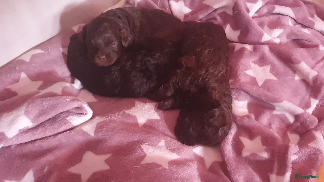 Shihpoo honden te koop: Shihpoo/Toypoedel Pups - Advertentie 1