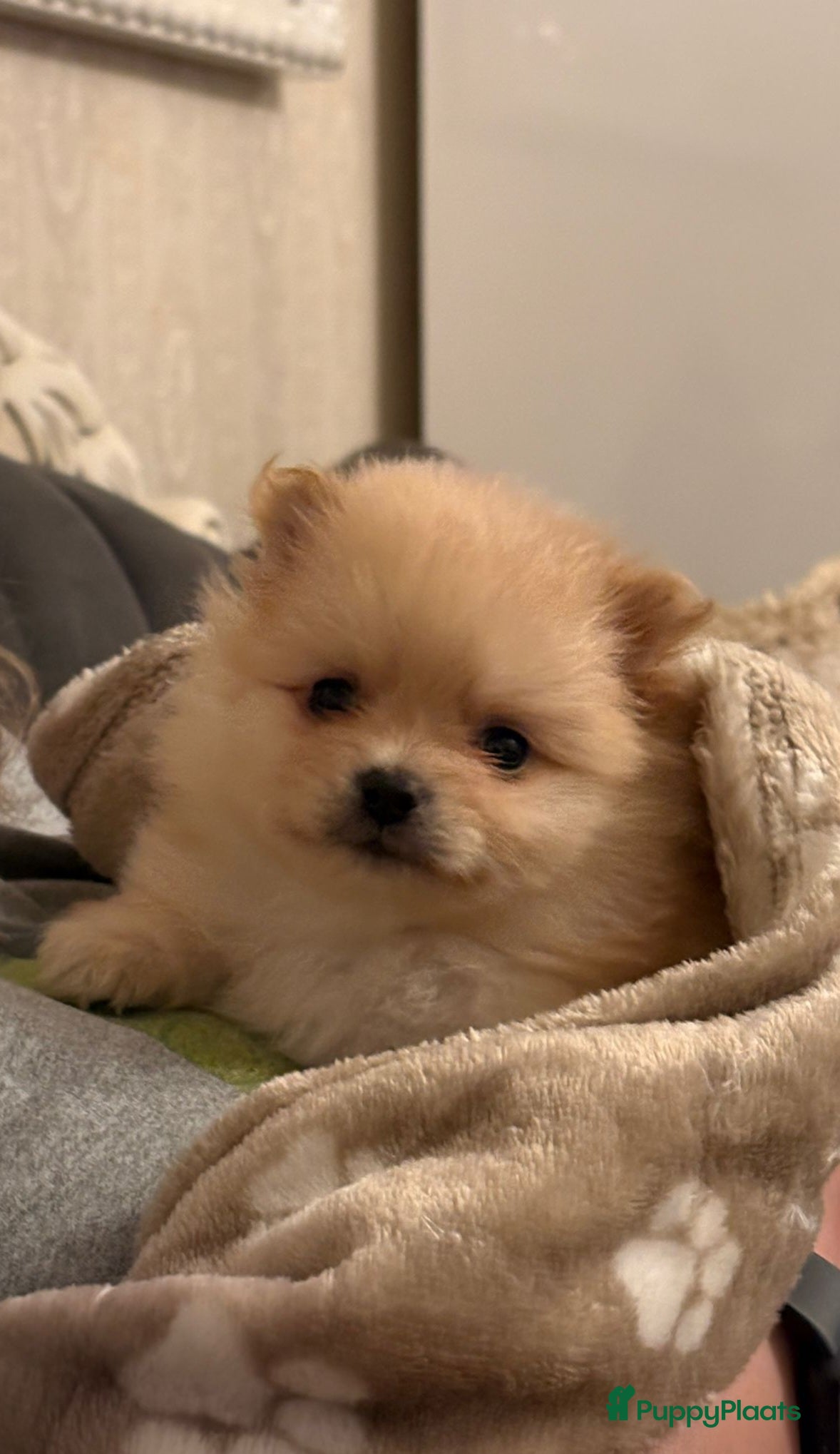 Pomeriaan honden Pomeriaan puppy’s  - Advertentie 4