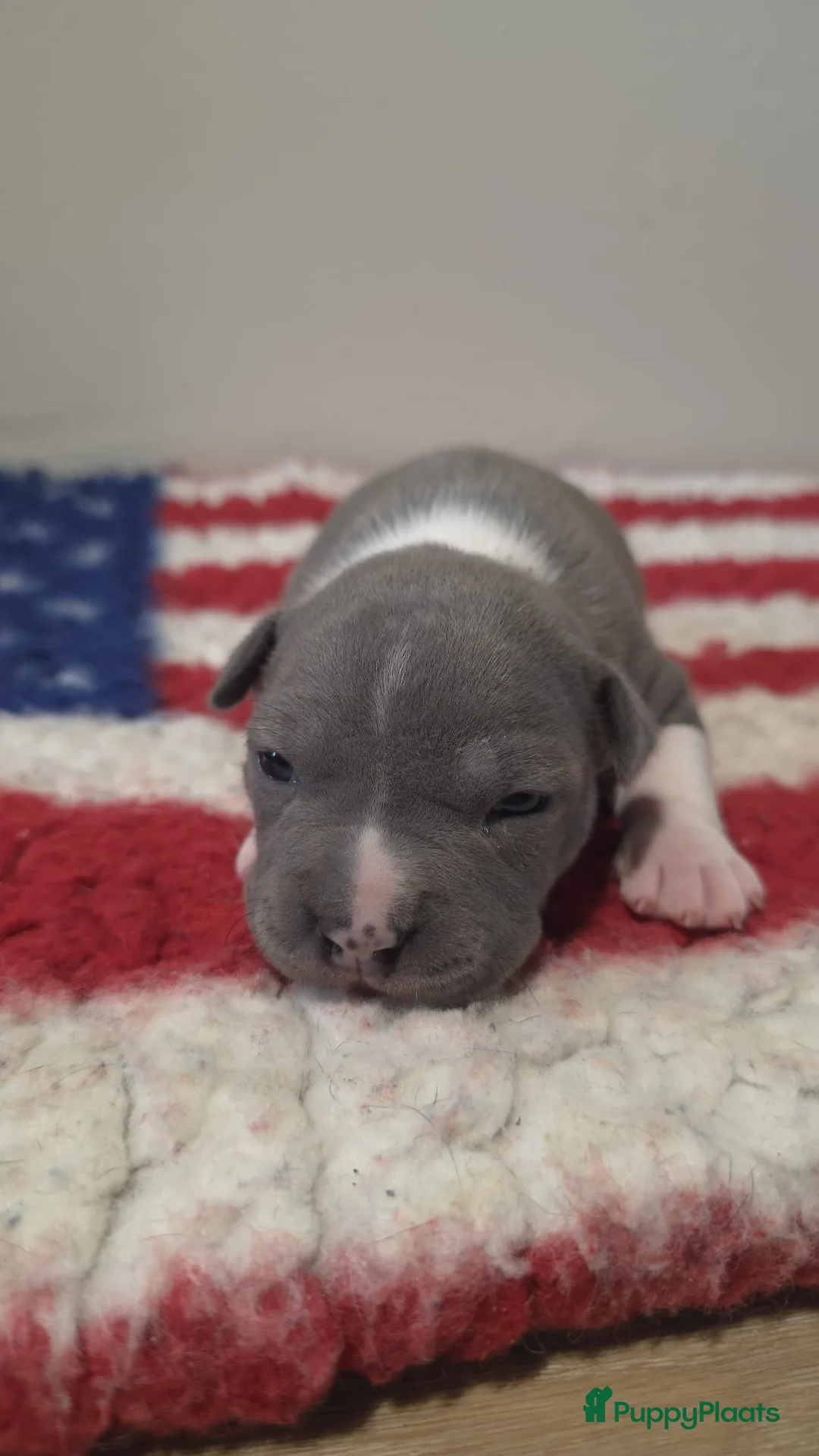 American Staffordshire Terriër honden te koop: Prachtige Amerikaanse Staffordshire Terriër pups - Advertentie 4