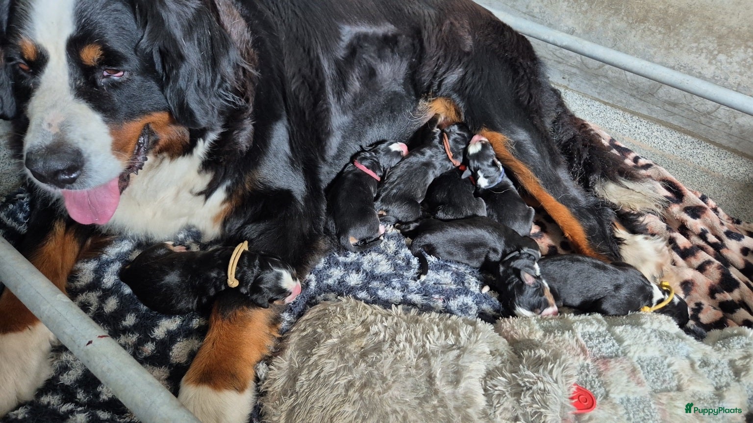 Berner Sennenhond honden te koop: Berner sennen reutje in Achterveld - Advertentie 2