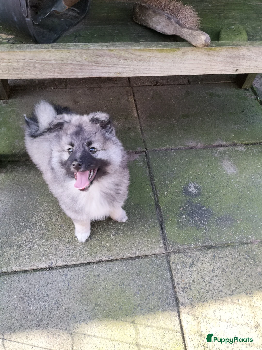 Keeshond honden te koop: Middenslag keeshond pup - Advertentie 2