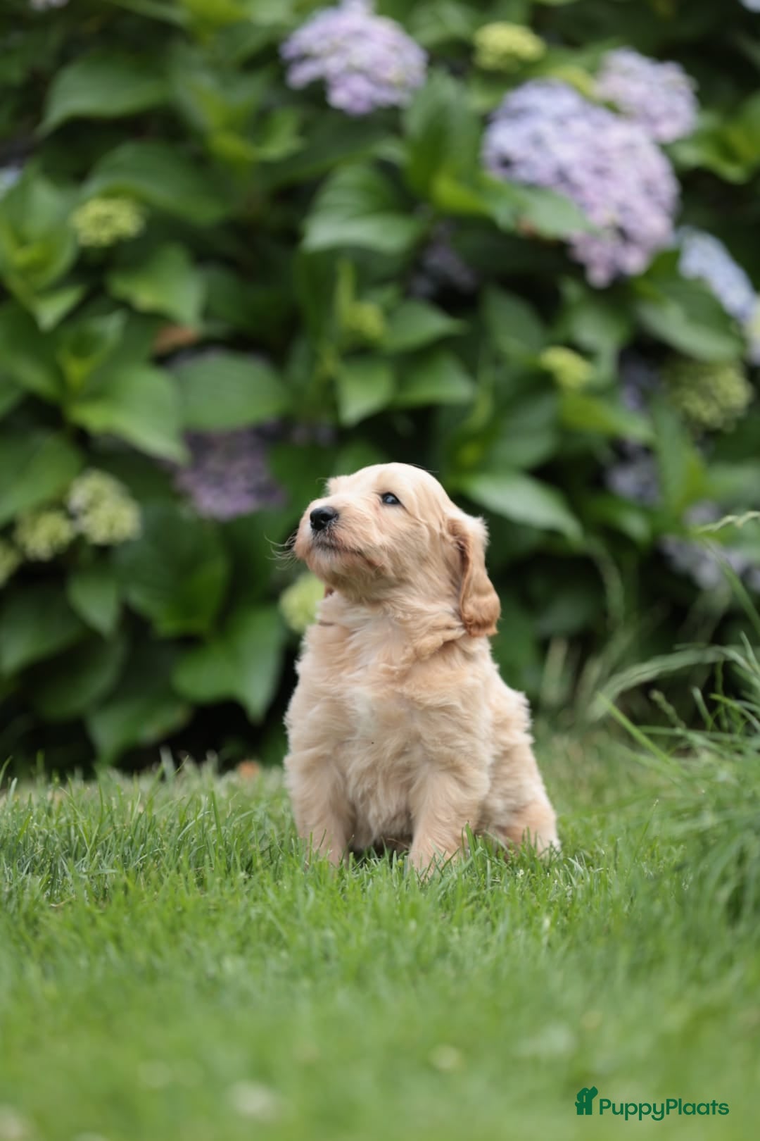 Kruising honden  Goldendoodles, medium - Advertentie 2