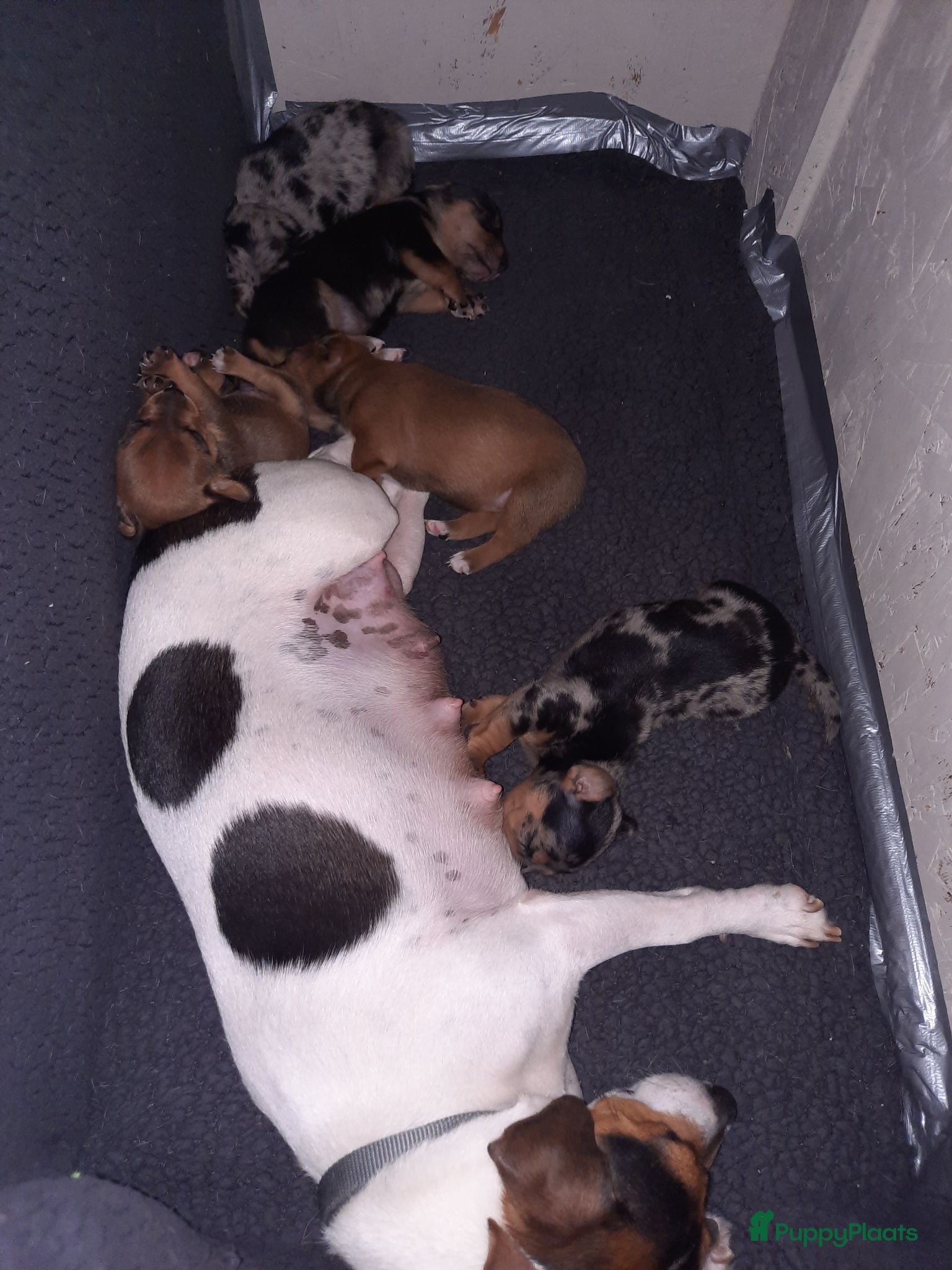 Jack Russel Terriër honden 5 leuke jack russel pups - Advertentie 1