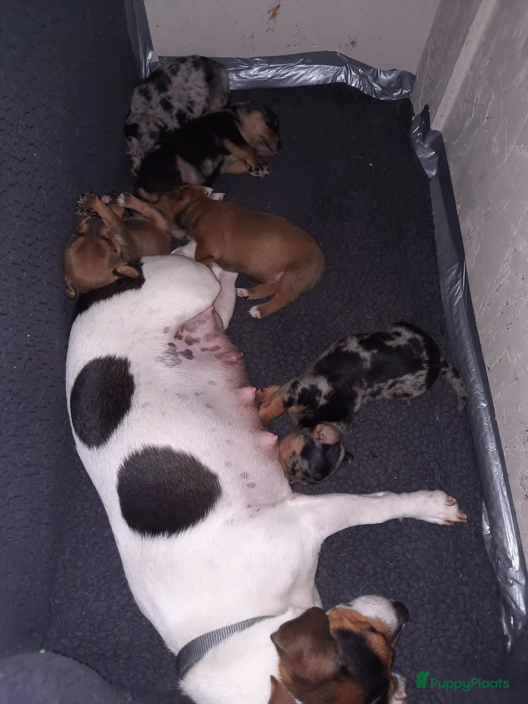 Jack Russel Terriër honden te koop: 5 leuke jack russel pups - Advertentie 1