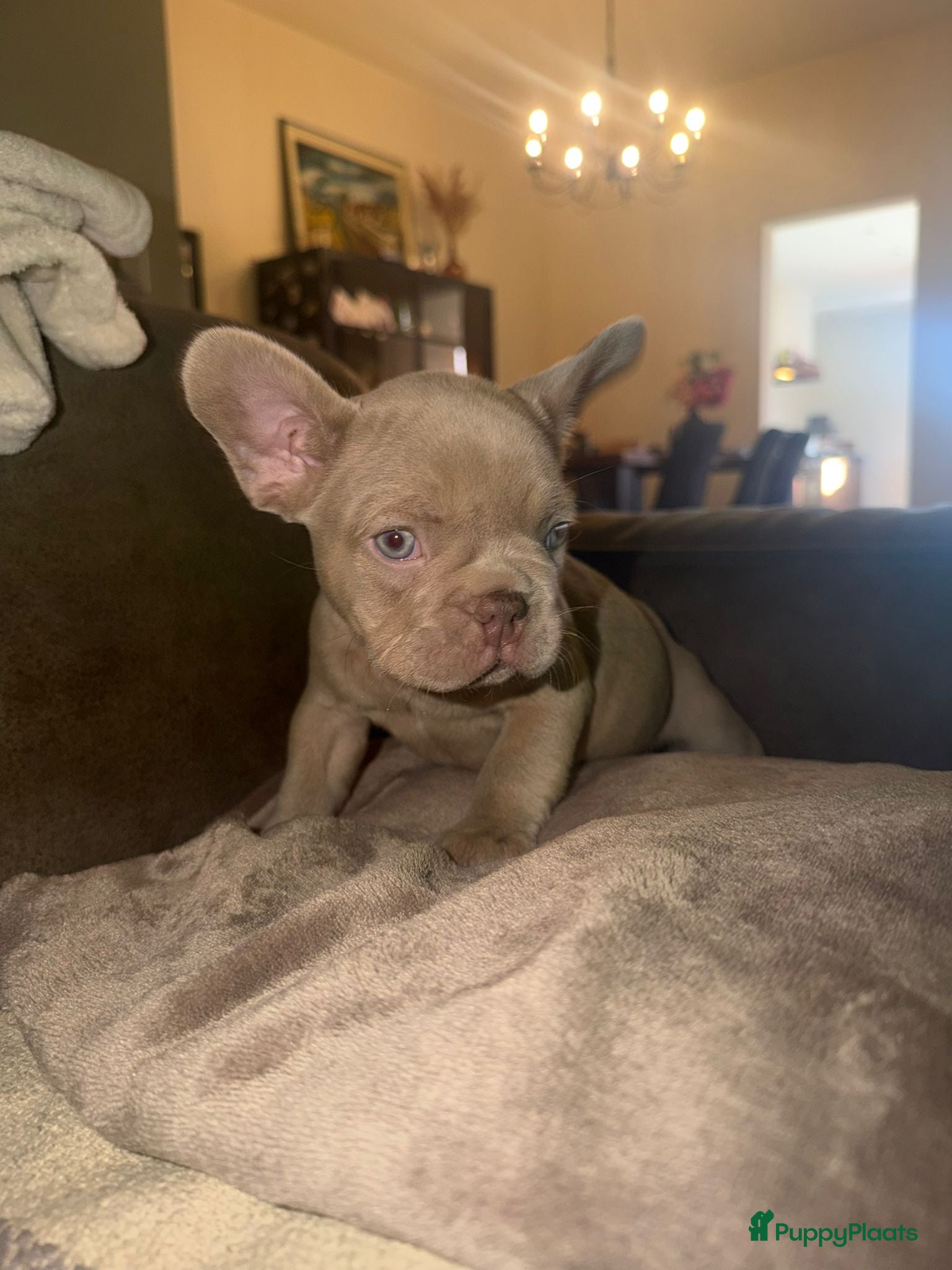 Franse Bulldog honden Mooie Franse bulldog pups lilac & blauw - Advertentie 2