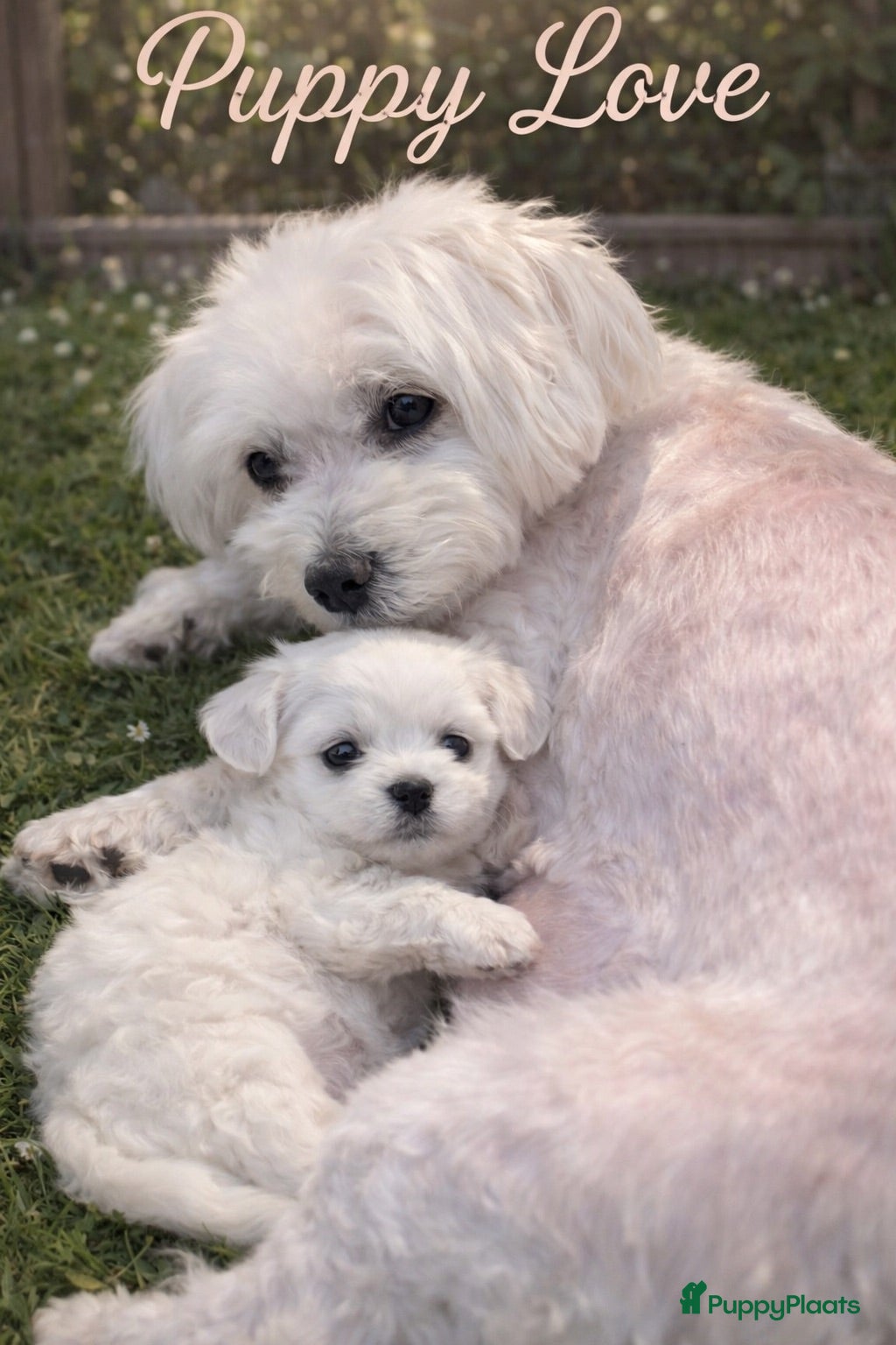 Maltezer honden te koop: Mini Maltezer  - Advertentie 1