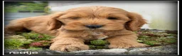 Cockapoo honden te koop: Cockapoo pups - Advertentie 5
